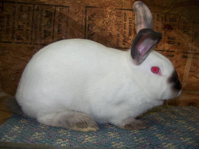 Разведение калифорнийских кроликов. Описание породы, особенности, фото .