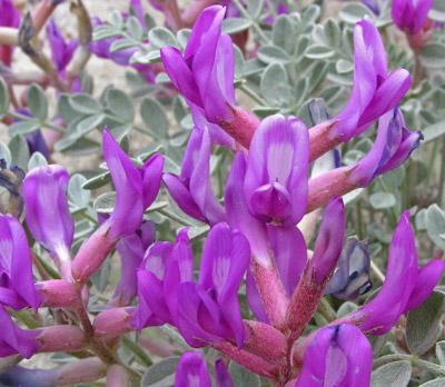 astragalus grass photo