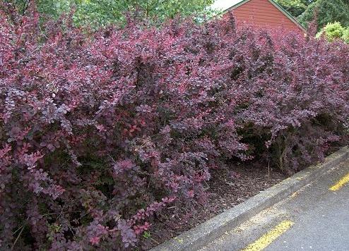 barberry ottawa superba