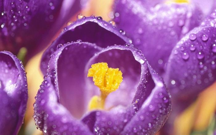 saffron flowers