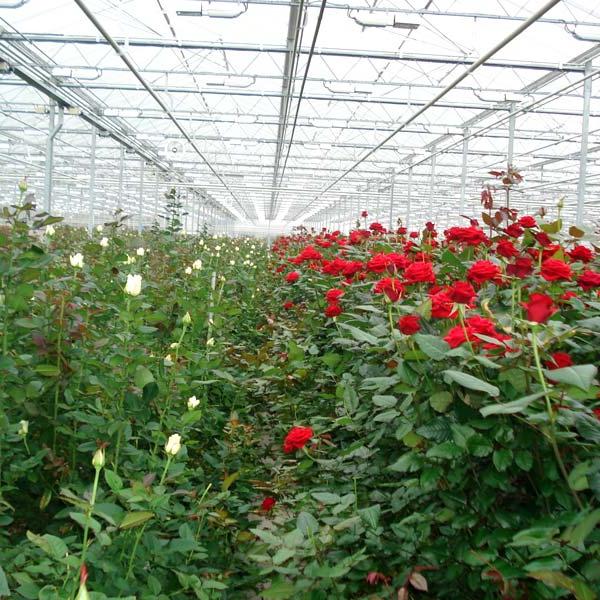 голландские розы цена