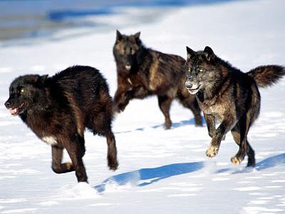 black wolf photo