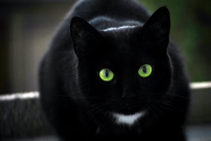 черная кошка в доме