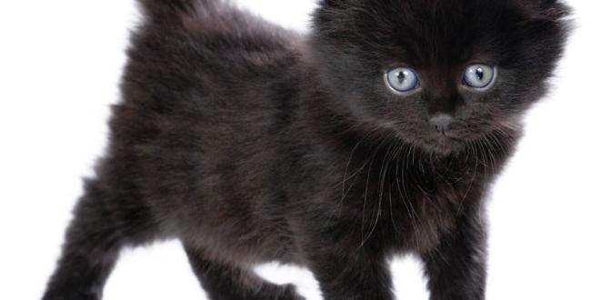 черный кот черная кошка