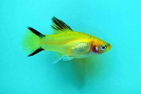 пецилия аквариумная рыбка фото
