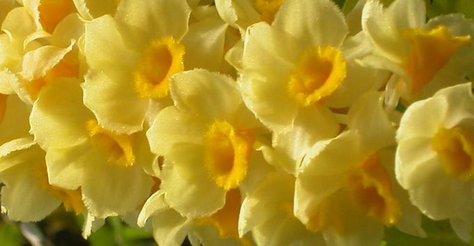 цветок с желтыми цветками