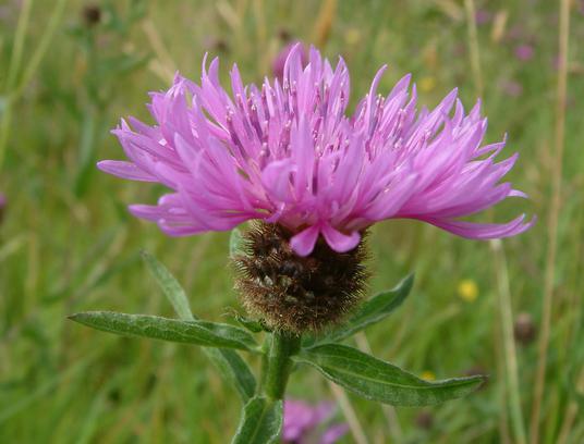 lilac flower