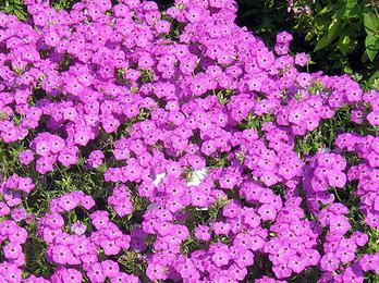 lilac flowers photo