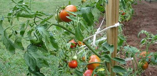 томаты низкорослые без пасынкования сорта