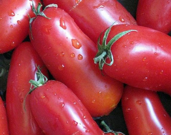 ранние низкорослые томаты