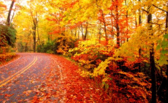 leaf fall allows plants