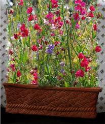 sweet pea planting