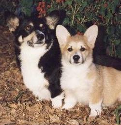 dog breed corgi