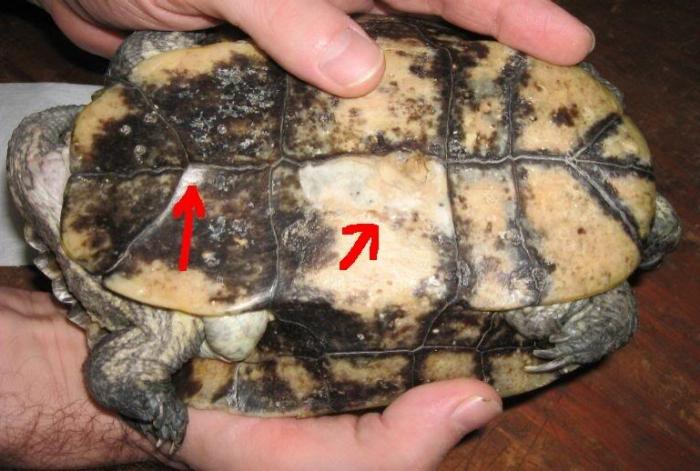 болезни красноухих черепах