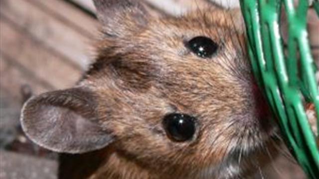 how to get rid of mice in a wooden house