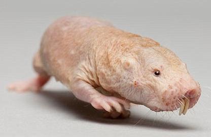 the ugliest animals of the planet