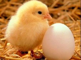 К чему снится яйцо куриное
