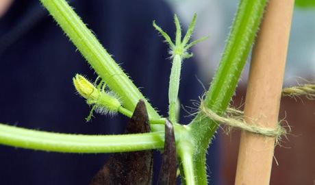 pinching cucumbers in the open ground