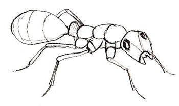 1 класс нарисовать муравья