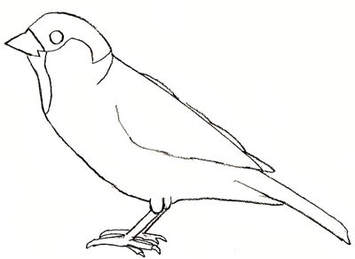как нарисовать птичку карандашом поэтапно 