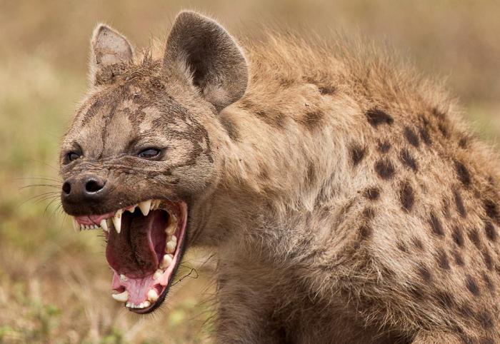 fire hyena