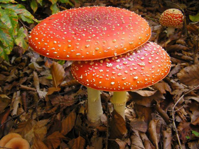 Amanita riddle for children