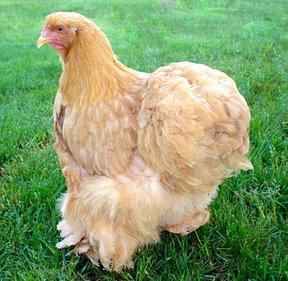 kokhinhin hens photo