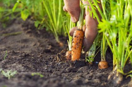 terms of planting vegetables on the plot