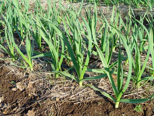 garlic on the plot