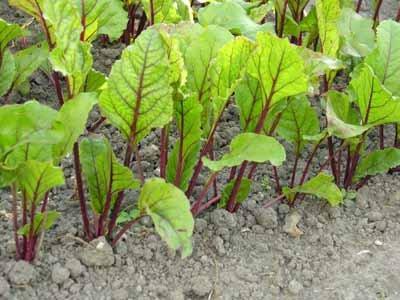 planting beets seedlings