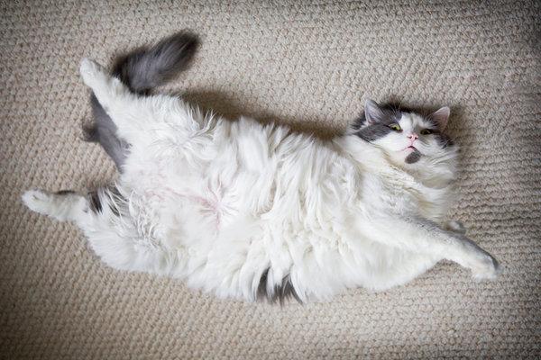 Чем выводить кошачью мочу с дивана