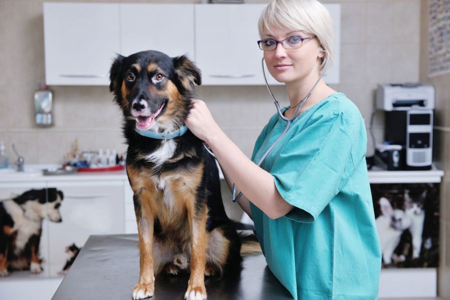 diagnosis of colitis in a dog