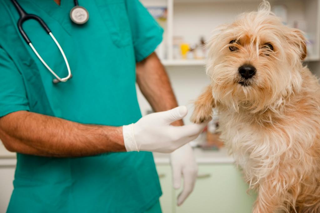 лечение и диагностика колита у собаки