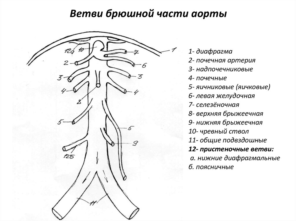 Брюшной отдел аорты схема