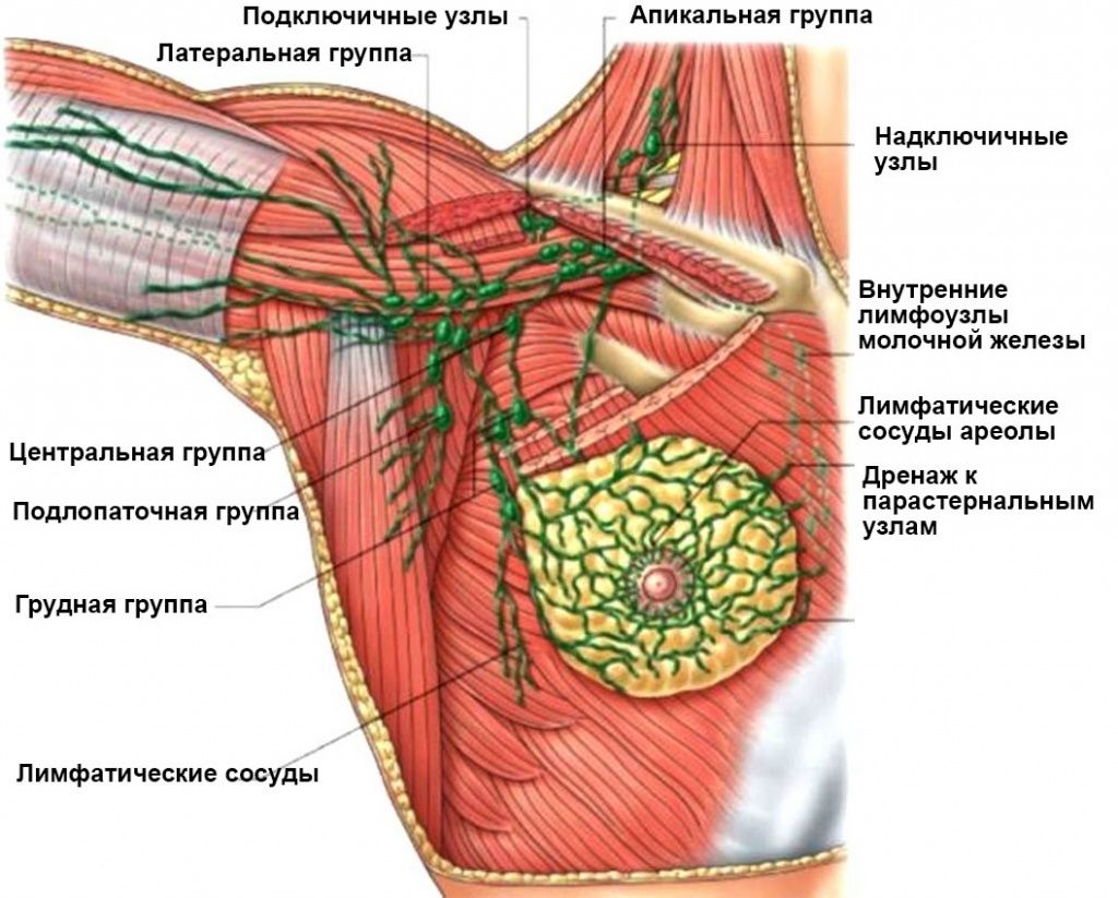 Лимфоузлы под мышкой где находятся схема