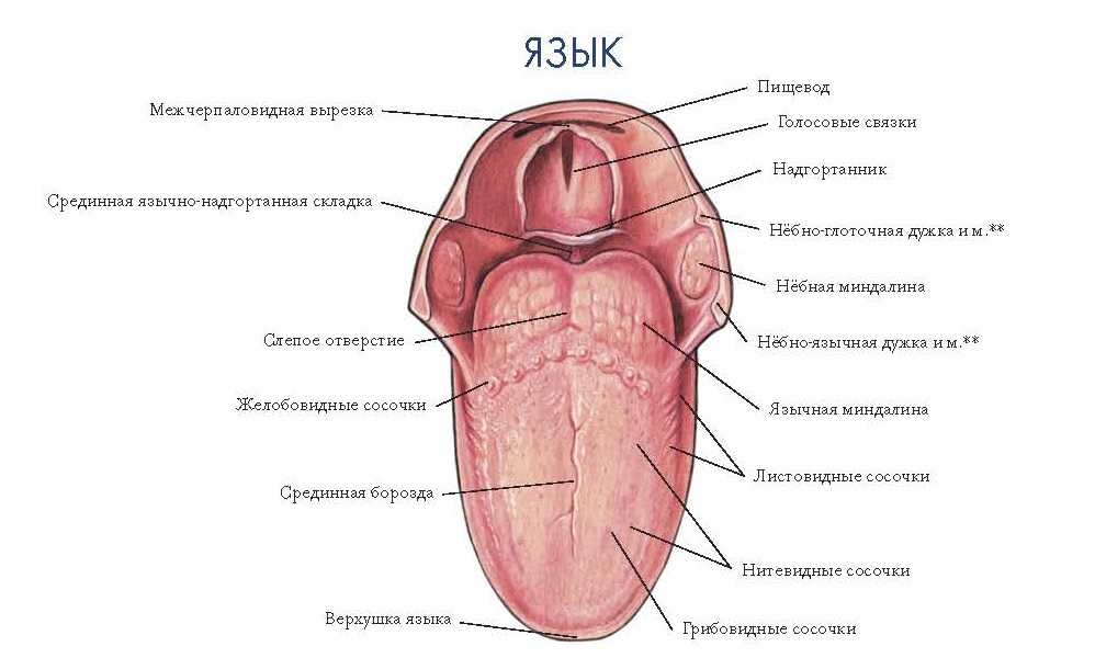 Язык человека