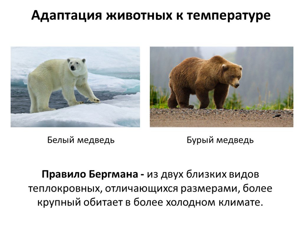 Адаптация к низкой температуре. Морфологические адаптации бурого медведя. Приспособления животных к холоду. Температурные адаптации животных. Адаптация животных к холоду.