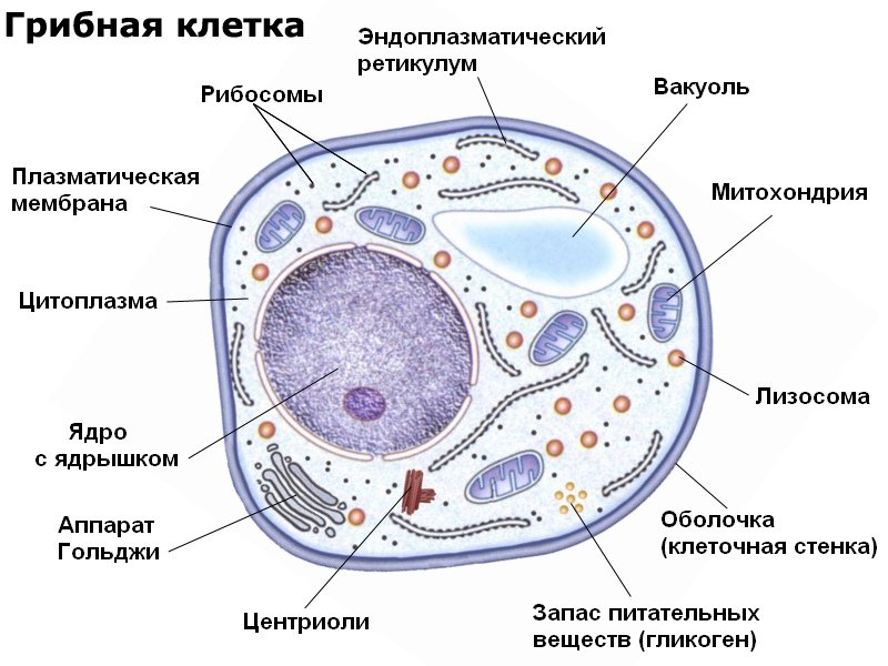 Схема строения клетки с подписями