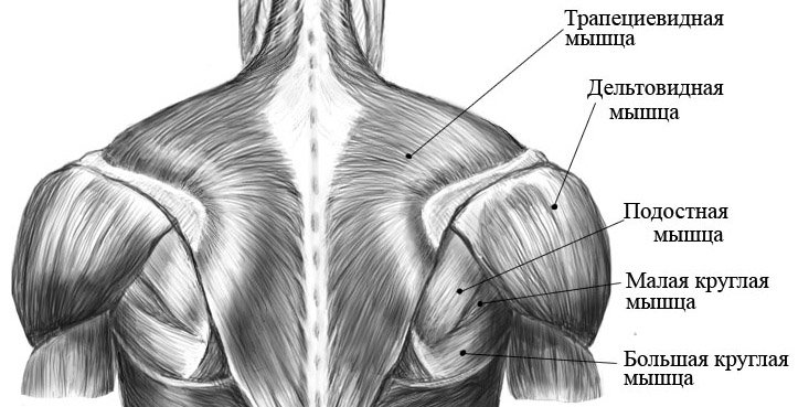 Анатомия мышц плеча