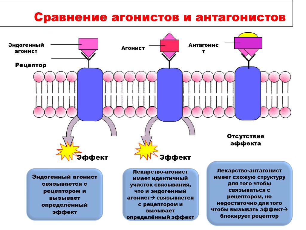 Антагонист что это простыми словами