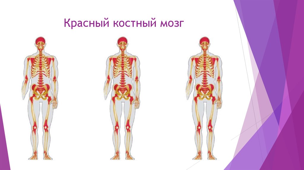 Где находится костный мозг у человека картинки