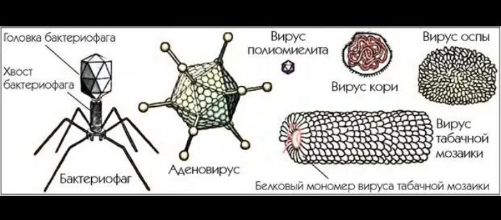 Виды вирусов