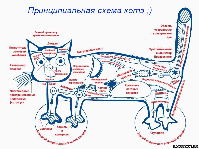 Смеха кота