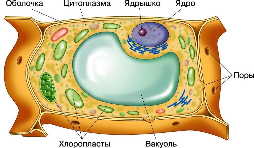 Строение клетки