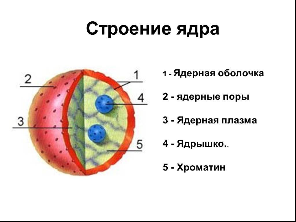 Строение ядра клетки