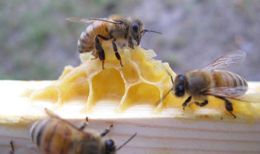 Пчелы и пчелиный воск
