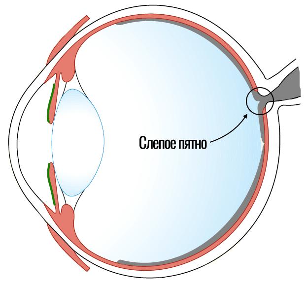 Слепого пятна сетчатки глаза