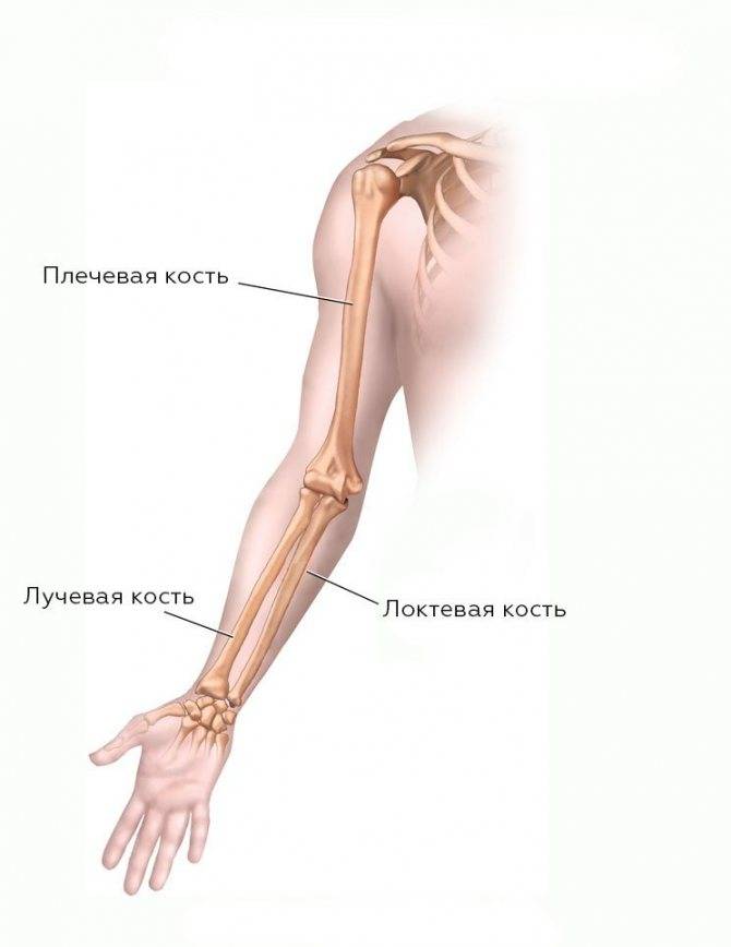 Лучевая, локтевая и плечевая кости