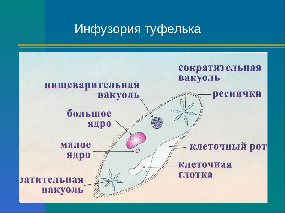 Инфузория туфелька