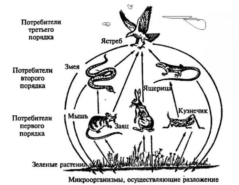 Роль лисы в биологическом круговороте